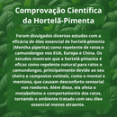 Repelente Natural anti-Ratos Hortelã Pimenta - 01 Pote com 06 esferas